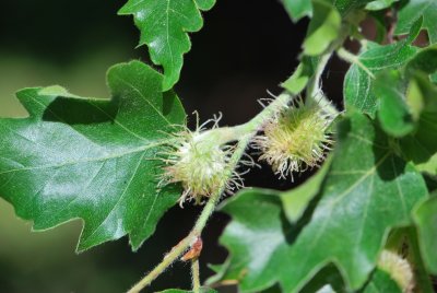 Fagus sylvatica 'Quercifolia' - buk lesní 'Quercifolia' - budoucí plody